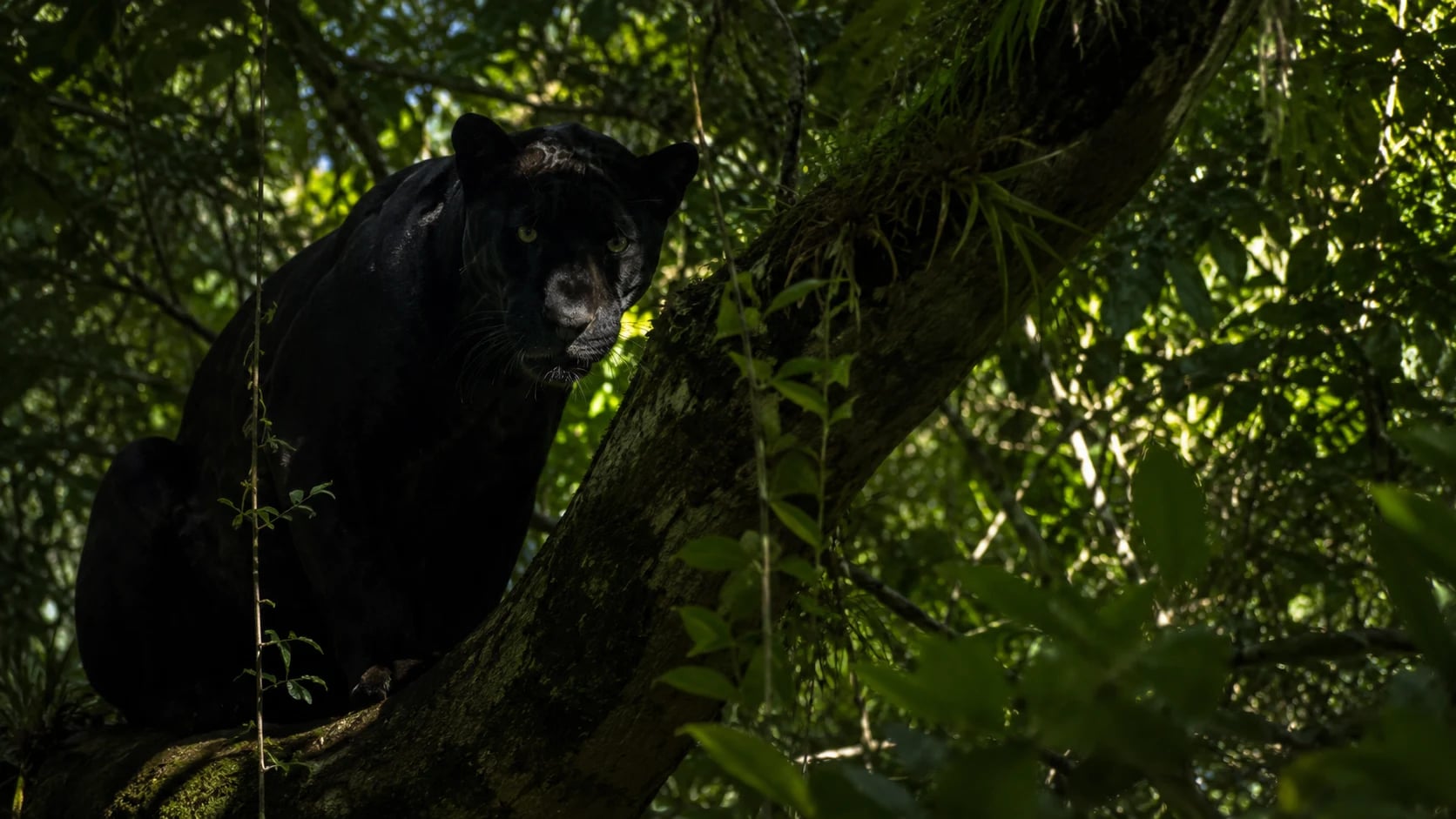 Black Panther
